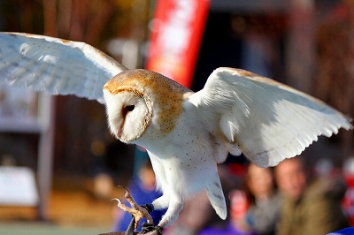 メンフクロウの画像2