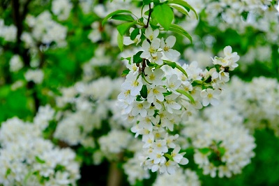 ヤマナシの花の画像